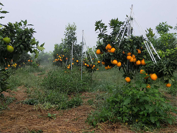 广安民望合作社带你了解影响柑橘产量的原因