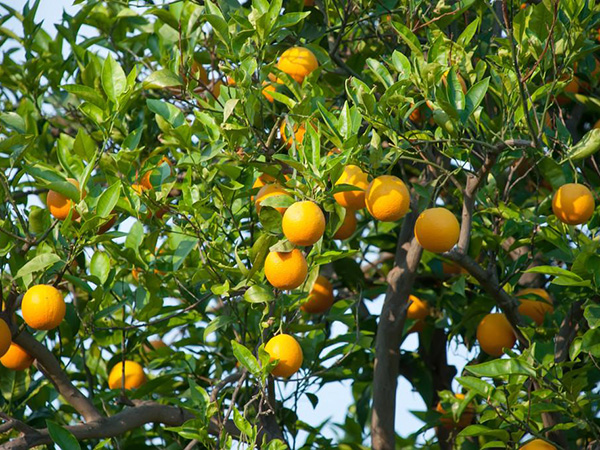 面对柑橘的肥害，我们要如何补救